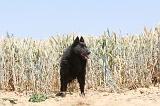 SCHIPPERKE 085